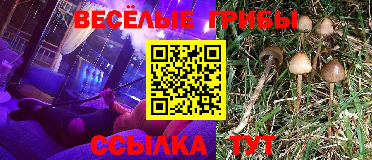Армавир  купить  цена  Вход с VPN  Псилоцибиновые грибы Psilocybe 